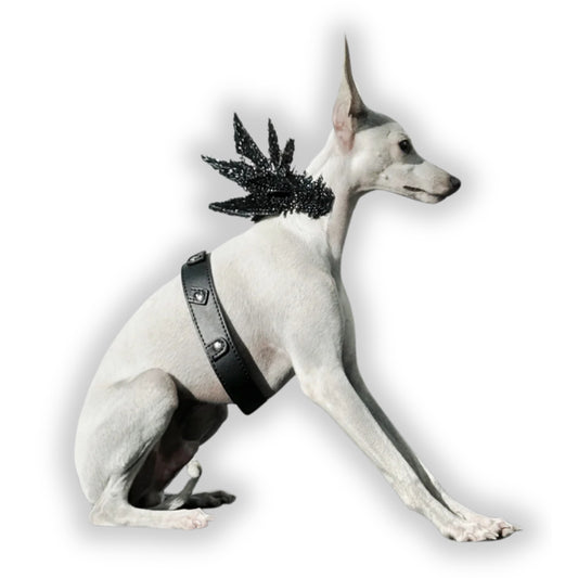 Black Bead Spine Collar