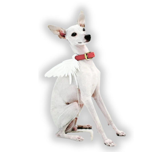 Feathered Angel Wings Collar
